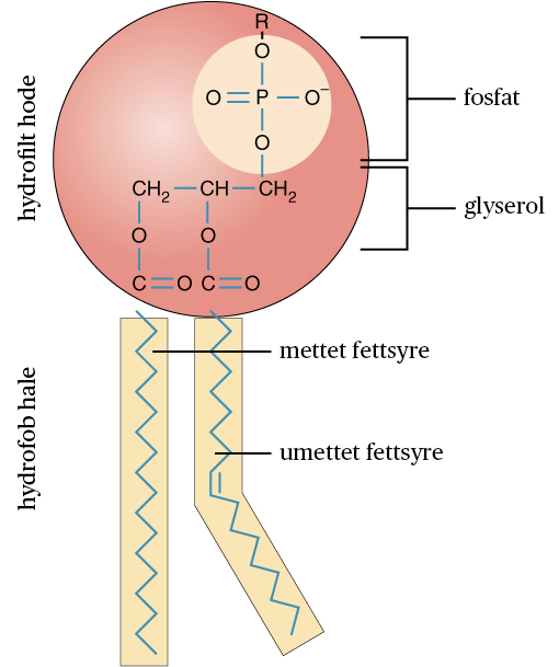 Zellaufbau (Theorie auf Deutsch)