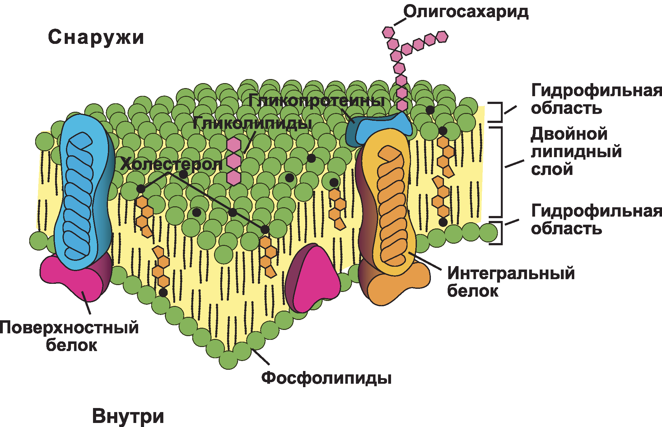 Строение клетки (Теория на русском)