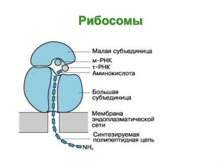 Строение клетки (Теория на русском)
