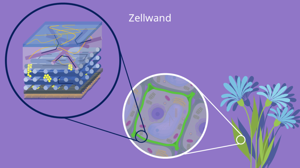 Zellaufbau (Theorie auf Deutsch)