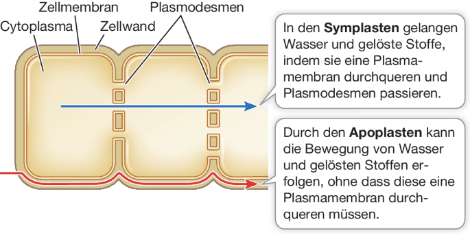 Zellaufbau (Theorie auf Deutsch)