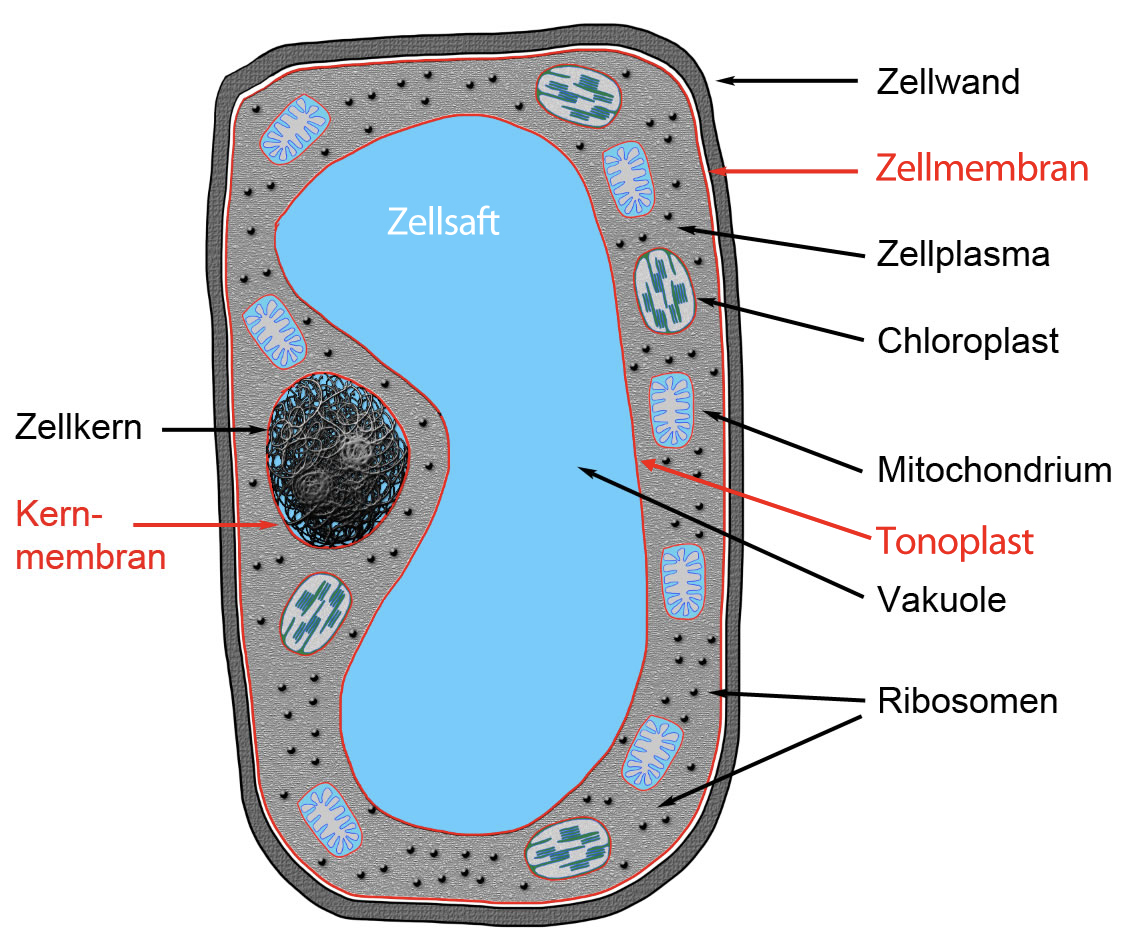 Zellaufbau (Theorie auf Deutsch)