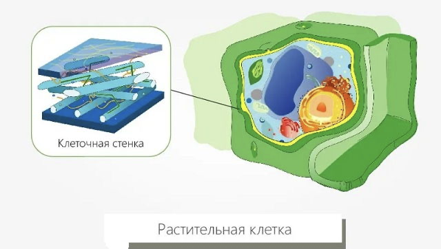 Строение клетки (Теория на русском)