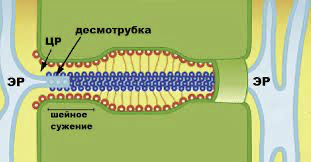 Строение клетки (Теория на русском)