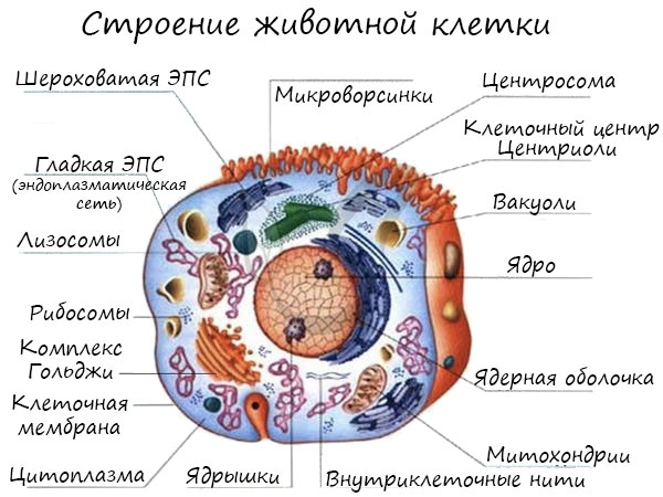 Строение клетки (Теория на русском)