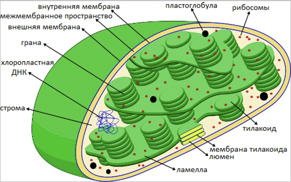 Строение клетки (Теория на русском)