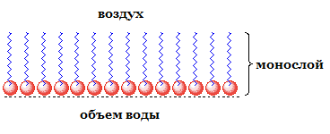 Строение клетки (Теория на русском)