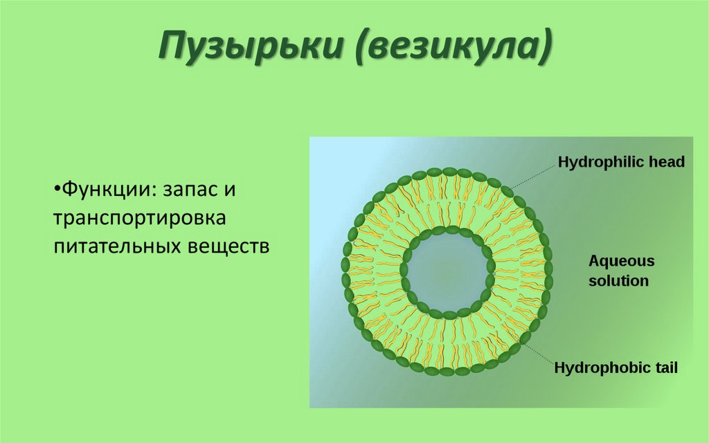 Строение клетки (Теория на русском)