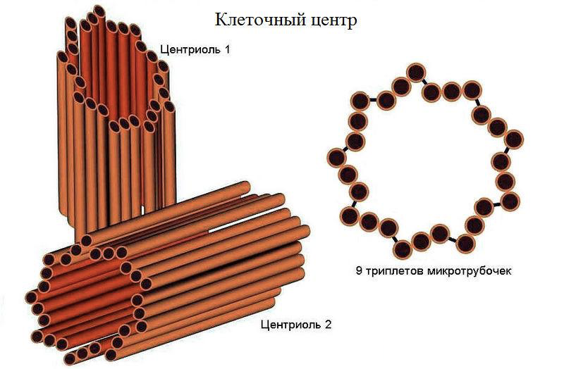 Строение клетки (Теория на русском)