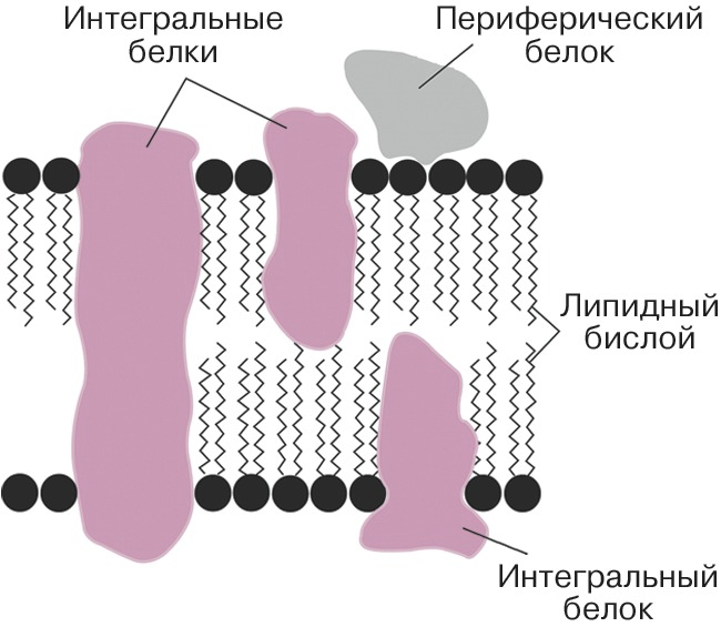 Строение клетки (Теория на русском)