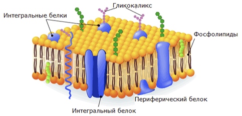 Строение клетки (Теория на русском)