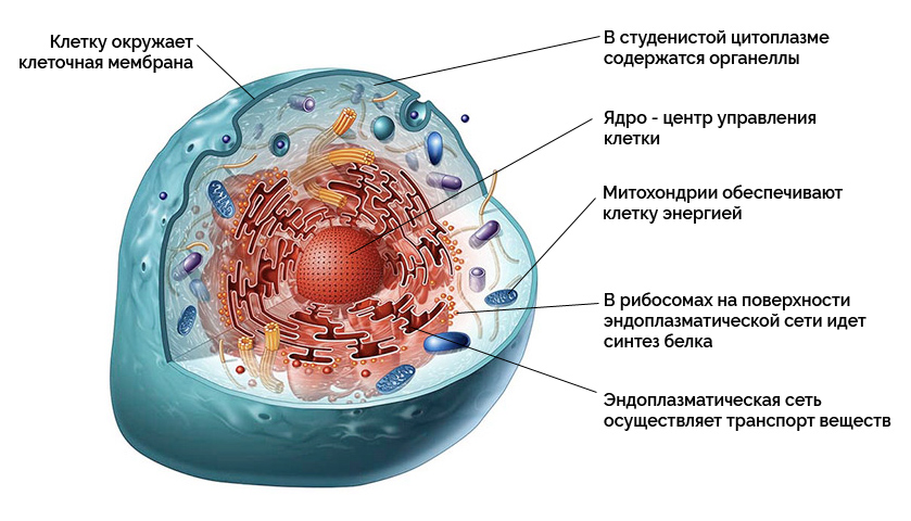 Строение клетки (Теория на русском)
