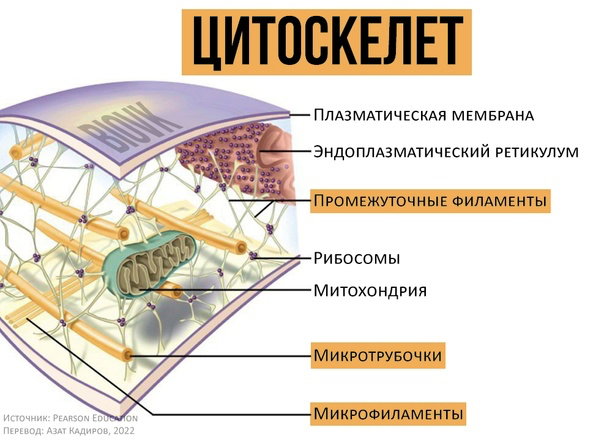 Строение клетки (Теория на русском)