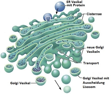 Zellaufbau (Theorie auf Deutsch)