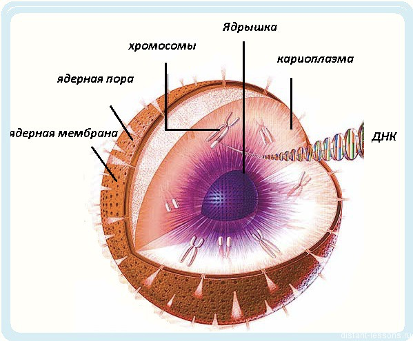Строение клетки (Теория на русском)