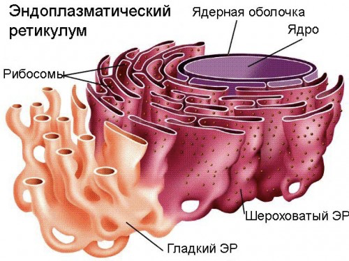 Строение клетки (Теория на русском)